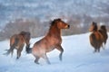 Horse herd in motion on winter snow Royalty Free Stock Photo