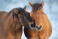 Couple horse portrait Royalty Free Stock Photo