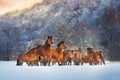 Horse herd in snow Royalty Free Stock Photo