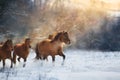 Horses run on snow Royalty Free Stock Photo