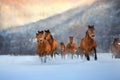 Horses in snow Royalty Free Stock Photo