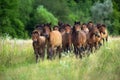 Horse herd move Royalty Free Stock Photo