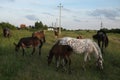 Horse herd pastures in Mozhaysk, Russia. Royalty Free Stock Photo