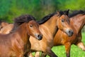 Horse herd portrait Royalty Free Stock Photo