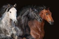Horse herd portrait Royalty Free Stock Photo