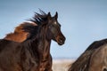 Horse in herd Royalty Free Stock Photo