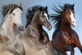 Horse herd portrait Royalty Free Stock Photo