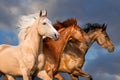 Horse herd portrait Royalty Free Stock Photo