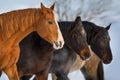 Horse herd portrait at winter day Royalty Free Stock Photo