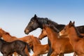 Horse herd run close up Royalty Free Stock Photo