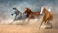 Horse herd run in desert Royalty Free Stock Photo