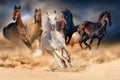 Horse herd run Royalty Free Stock Photo