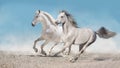 Horse herd run in desert Royalty Free Stock Photo