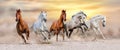 Horse herd run Royalty Free Stock Photo