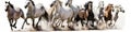 Horse herd run fast on white Royalty Free Stock Photo