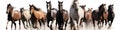 Horse herd run fast on white Royalty Free Stock Photo