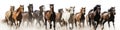 Horse herd run fast on white Royalty Free Stock Photo
