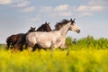 Horse herd Royalty Free Stock Photo