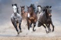 Horse herd run free Royalty Free Stock Photo