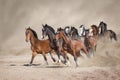 Horses  run free on desert Royalty Free Stock Photo