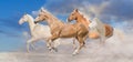 Horse herd run free in desert Royalty Free Stock Photo