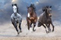 Horse herd run free Royalty Free Stock Photo