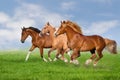 Horse herd run gallop Royalty Free Stock Photo