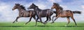 Horse herd run gallop Royalty Free Stock Photo