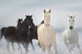 Horse herd run in winter snow Royalty Free Stock Photo