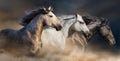 Horse herd run Royalty Free Stock Photo