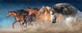 Horse herd run in sand Royalty Free Stock Photo