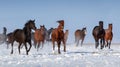 Horse herd run Royalty Free Stock Photo