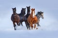 Horse herd run in snow Royalty Free Stock Photo