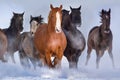 Horse herd run in snow Royalty Free Stock Photo