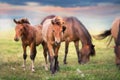 Horses herd on pasture Royalty Free Stock Photo