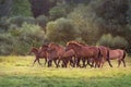 Horse herd free run Royalty Free Stock Photo