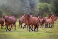 Horse herd run Royalty Free Stock Photo
