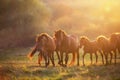 Horses at sunset light Royalty Free Stock Photo