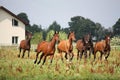 Horse herd running free at the field Royalty Free Stock Photo