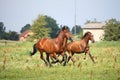 Horse herd running free at the field Royalty Free Stock Photo