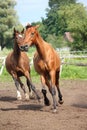 Horse herd running free at the field Royalty Free Stock Photo