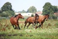 Horse herd running free at the field Royalty Free Stock Photo
