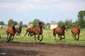 Horse herd running free at the field Royalty Free Stock Photo