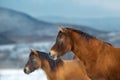 Horse herd in snow Royalty Free Stock Photo