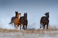 Horse herd in snow Royalty Free Stock Photo