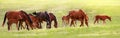 Horse herd spring Royalty Free Stock Photo