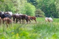 Horse herd stand on the meadow with yellow flower field in Great smoky mountains national park,Tennessee USA.
