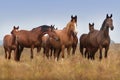 Horse herd standing Royalty Free Stock Photo