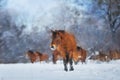 Horse herd in winter field Royalty Free Stock Photo