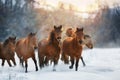 Horse herd on winter snow landscape